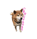 柴犬ケン（個別スタンプ：6）