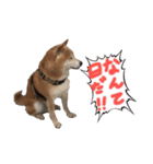 柴犬ケン（個別スタンプ：7）