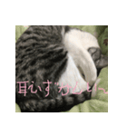 可愛い小麦ちゃん 第二弾！！（個別スタンプ：2）