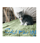 可愛い小麦ちゃん 第二弾！！（個別スタンプ：6）