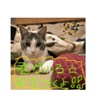 可愛い小麦ちゃん 第二弾！！（個別スタンプ：7）