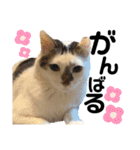 あんこのこ日常会話ver.②（個別スタンプ：3）