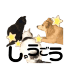 あんこのこ日常会話ver.②（個別スタンプ：31）