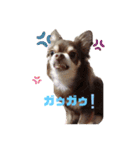 チワワのジロさん2（個別スタンプ：6）