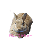 うさぎ(こむぎ)（個別スタンプ：1）