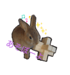 うさぎ(こむぎ)（個別スタンプ：2）