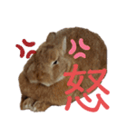 うさぎ(こむぎ)（個別スタンプ：4）