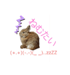 うさぎ(こむぎ)（個別スタンプ：6）