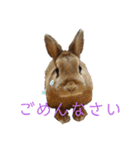 うさぎ(こむぎ)（個別スタンプ：8）
