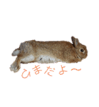 うさぎ(こむぎ)（個別スタンプ：11）