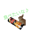 うさぎ(こむぎ)（個別スタンプ：12）