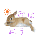 うさぎ(こむぎ)（個別スタンプ：14）