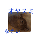 うさぎ(こむぎ)（個別スタンプ：17）