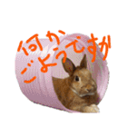 うさぎ(こむぎ)（個別スタンプ：20）
