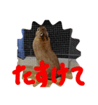うさぎ(こむぎ)（個別スタンプ：22）