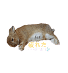 うさぎ(こむぎ)（個別スタンプ：24）