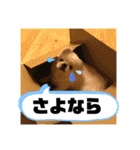 ましゅまろくんにメロメロ（個別スタンプ：15）