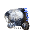 パグの『もち』PUG！（個別スタンプ：1）