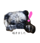パグの『もち』PUG！（個別スタンプ：2）