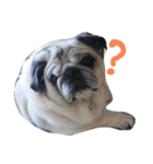 パグの『もち』PUG！（個別スタンプ：3）