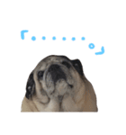 パグの『もち』PUG！（個別スタンプ：4）