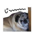パグの『もち』PUG！（個別スタンプ：5）