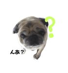 パグの『もち』PUG！（個別スタンプ：6）