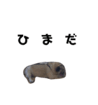 パグの『もち』PUG！（個別スタンプ：8）