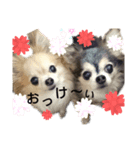 チワワのりーたんあーたん2（個別スタンプ：1）