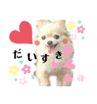 チワワのりーたんあーたん2（個別スタンプ：3）