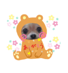 チワワのりーたんあーたん2（個別スタンプ：8）