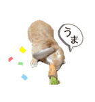 ロップイヤーのきなこ（個別スタンプ：2）