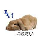 ロップイヤーのきなこ（個別スタンプ：4）