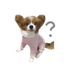 パピヨンのわんこたち（個別スタンプ：5）