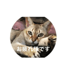 うちのクロエ（個別スタンプ：1）