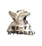 うちのクロエ（個別スタンプ：3）