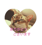 うちのクロエ（個別スタンプ：4）