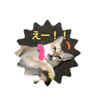 うちのクロエ（個別スタンプ：5）