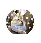 うちのクロエ（個別スタンプ：7）