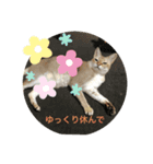 うちのクロエ（個別スタンプ：12）