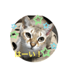 うちのクロエ（個別スタンプ：14）