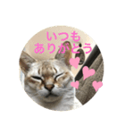 うちのクロエ（個別スタンプ：15）