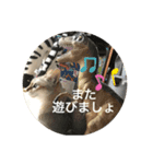 うちのクロエ（個別スタンプ：16）
