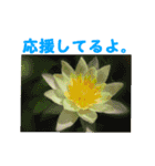 やさしい花のお返事スタンプ♪（個別スタンプ：16）