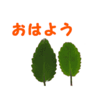 やさしい花のお返事スタンプ♪（個別スタンプ：19）
