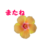 やさしい花のお返事スタンプ♪（個別スタンプ：23）