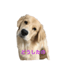 チョコとそら（個別スタンプ：1）