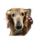 チョコとそら（個別スタンプ：11）