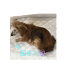 チョコとそら（個別スタンプ：14）