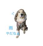 チョコとそら（個別スタンプ：20）